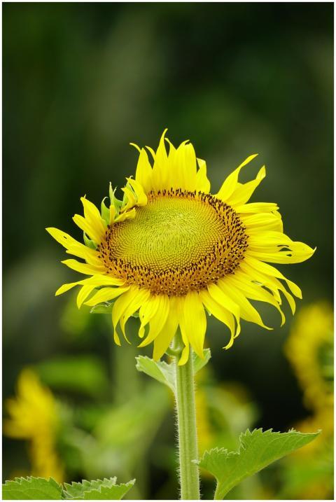 Close-up of a vibrant sunflower in bloom, showcasi