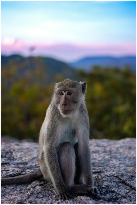 A macaque sits peacefully on a rocky surface with
