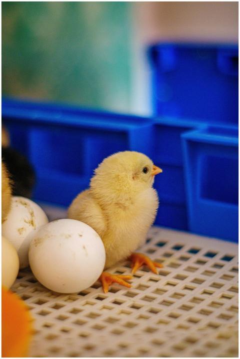 A cute yellow chick next to eggs inside an incubat