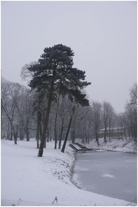 A serene winter scene featuring snow-covered trees