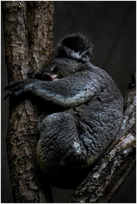 A peaceful koala sleeping on a tree branch, showca