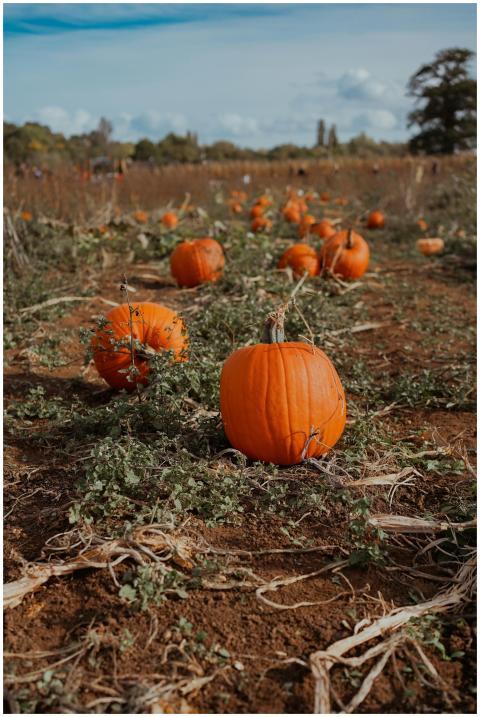 Close-up of bright pumpkins scattered across a rur