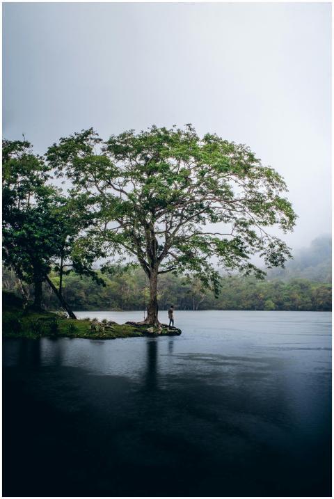 A lone person stands beneath a lush tree by a tran