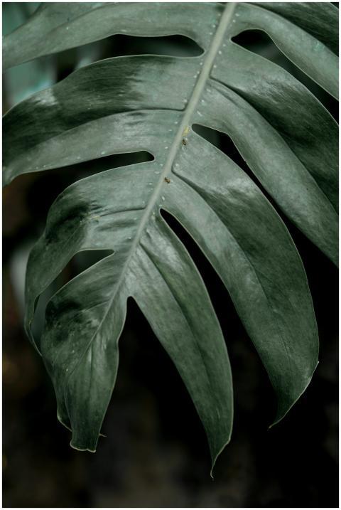 Detailed view of a vibrant Monstera leaf showcasin
