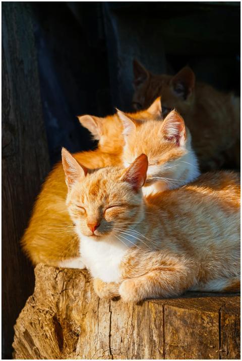 A group of ginger cats peacefully resting in the w