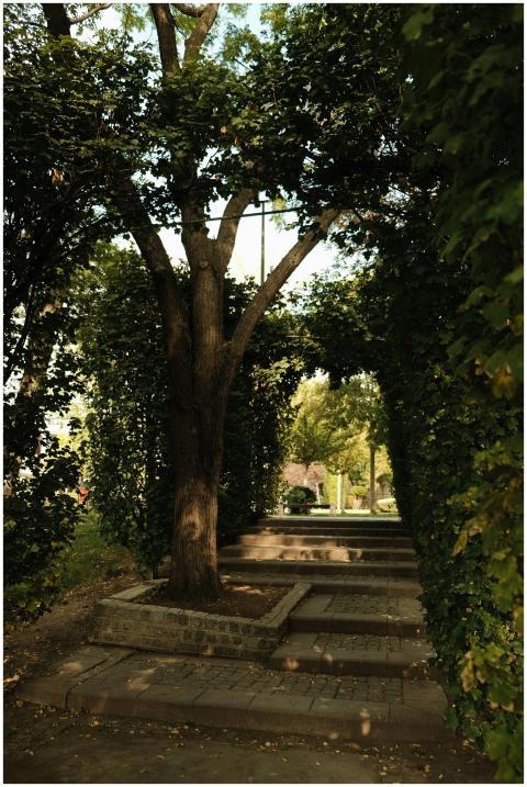 Sunlit Tree Archway Serene