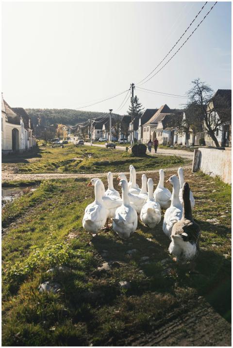 Free stock photo of back view, calm, cottage