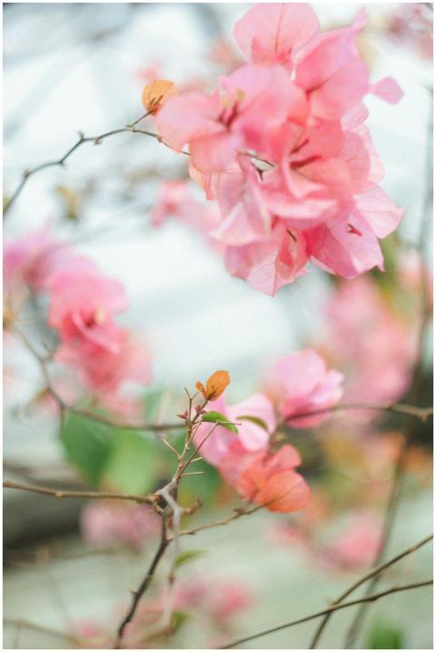 A detailed view of pink bougainvillea flowers show