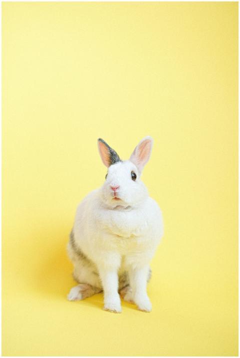 Cute white rabbit sitting against a vibrant yellow