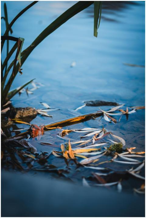 Serene pond scene with fallen leaves and foliage i