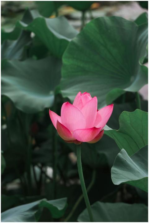 A vibrant pink lotus flower surrounded by lush gre