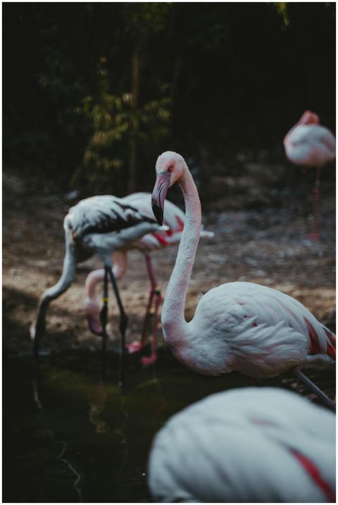 Elegant flamingos stand by the water, showcasing t