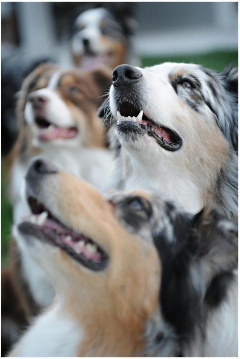 Close-up of Australian Shepherd dogs looking up. V