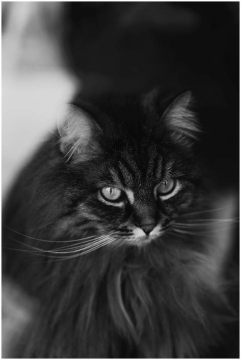 Artistic black and white portrait of a fluffy cat