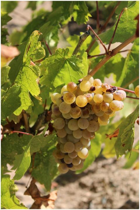 Cappadocia vineyards
