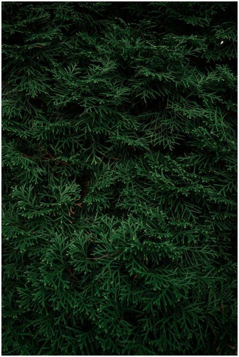 Close-up of dark green evergreen foliage providing