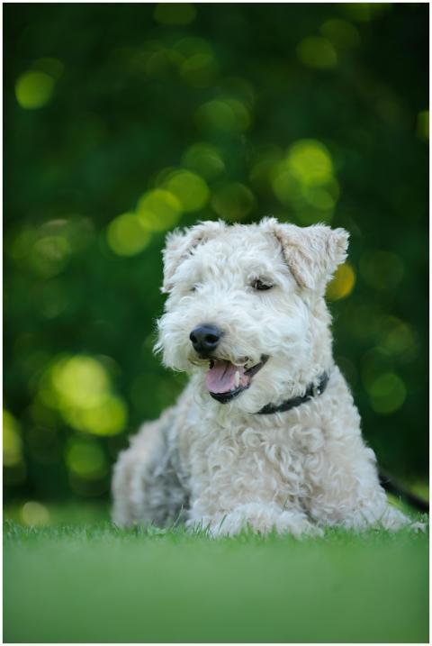 Charming Lakeland Terrier dog relaxing on a lush g