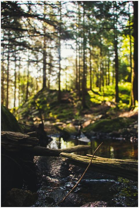 Peaceful forest scene with stream in Bergen, Norwa
