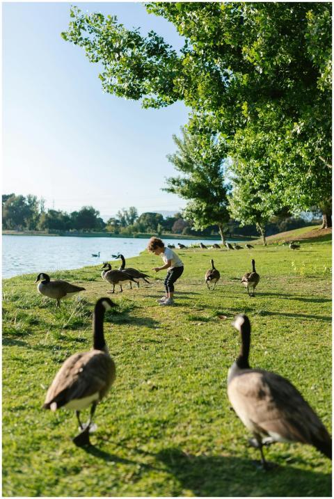 A young child interacts with a group of geese on a