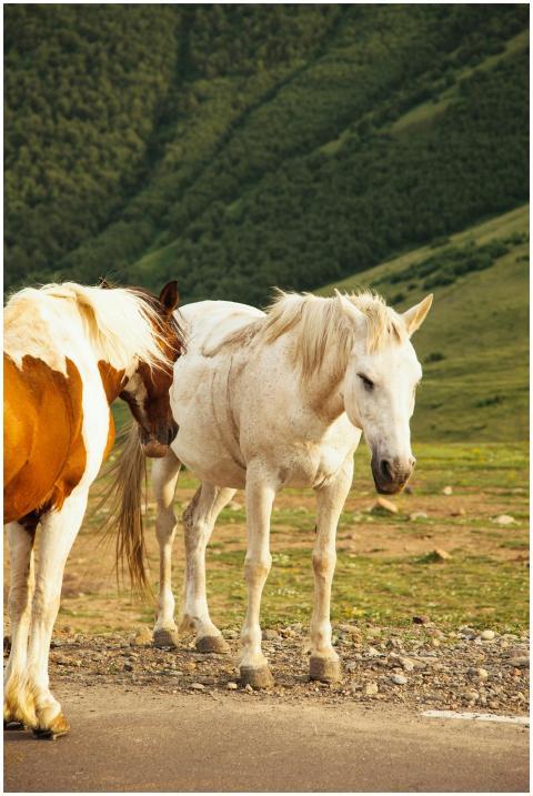 A picturesque scene of horses grazing near mountai