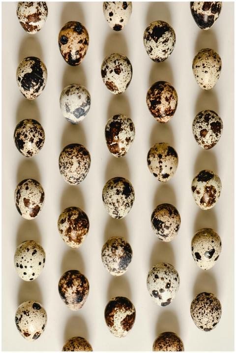 Top view of speckled quail eggs arranged in rows o