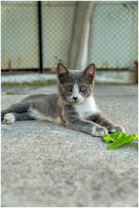 Cute grey kitten lounging outdoors on a sunny day