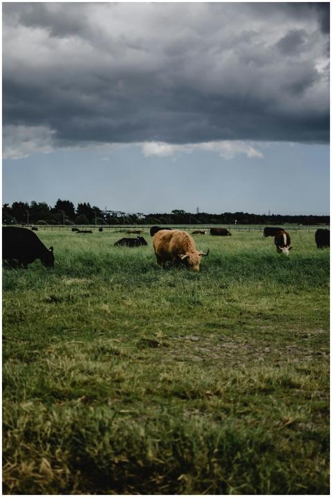 Highland cattle grazing in a lush green pasture in