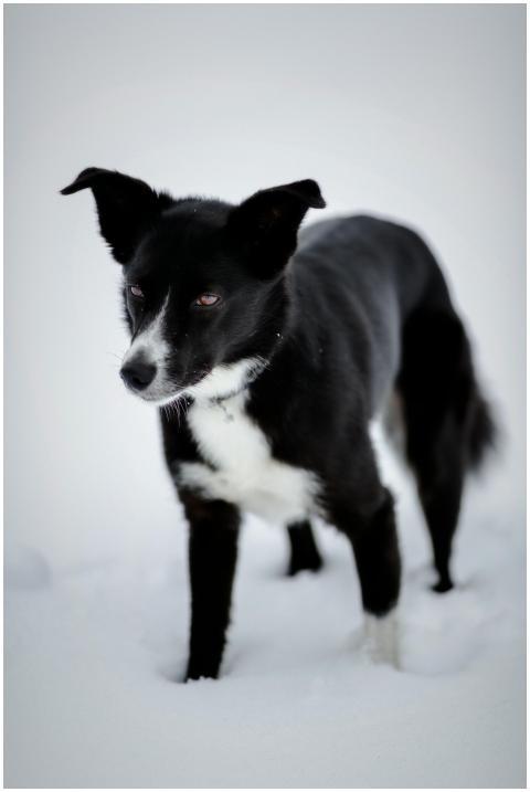 A cute black and white dog standing in fresh snow,