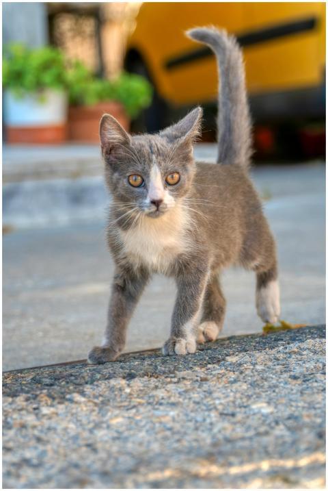 A playful grey kitten with striking eyes curiously
