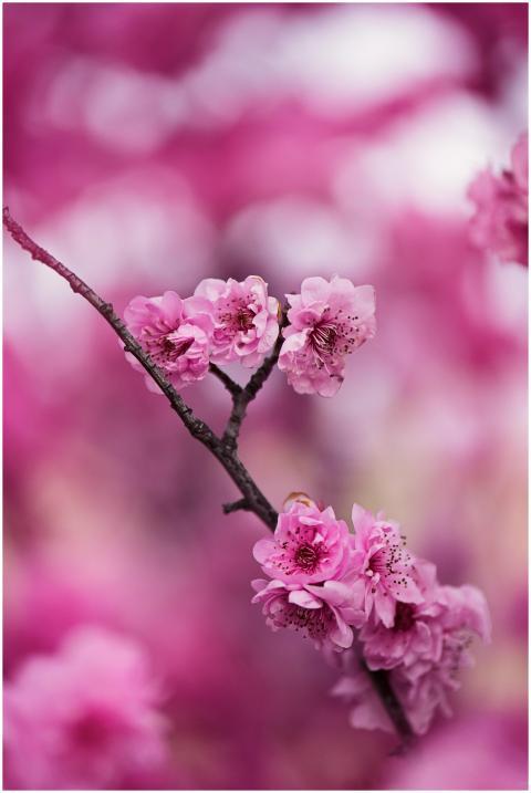 Close-up of vibrant pink cherry blossoms showcasin