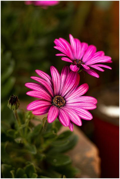 Close-up of vibrant pink African daisies in a gard