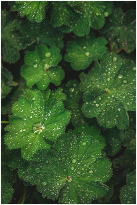 Close-up of vibrant green leaves covered in fresh