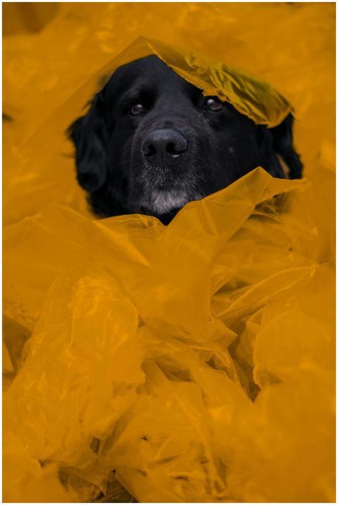A black dog peeks through bright yellow plastic fo