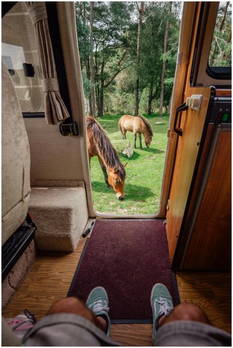 A tranquil view from a camper door showing horses
