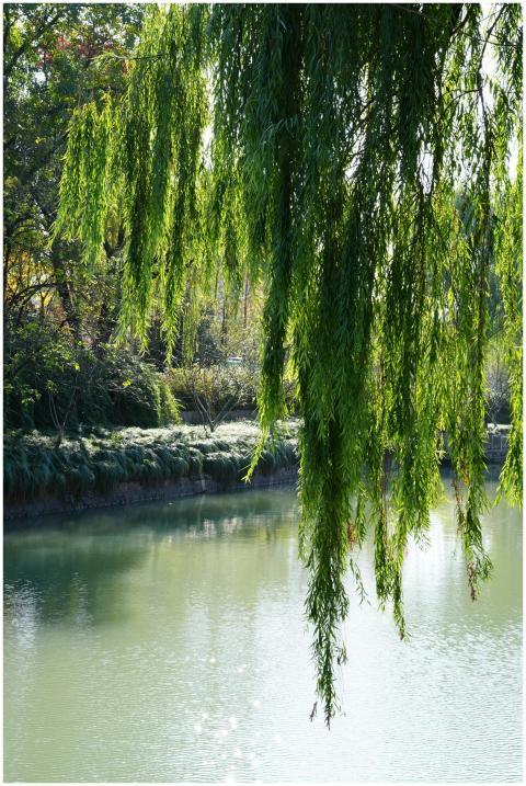 Serene autumn view of a willow tree over a calm po