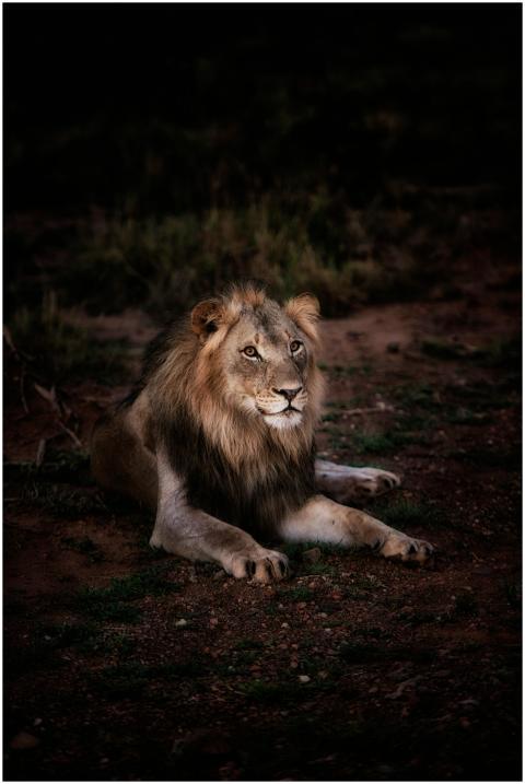 A powerful lion lying down outdoors, showcasing it