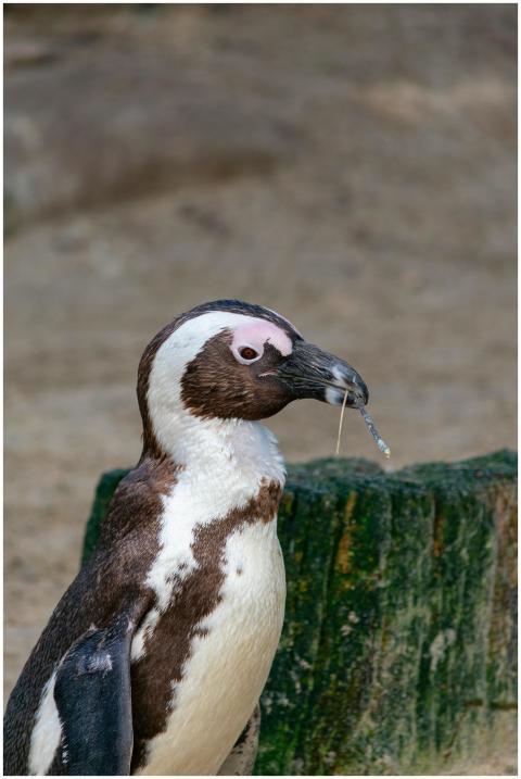 Close-up of an African penguin (Spheniscus demersu