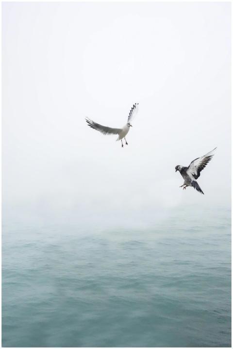 Two seagulls gracefully flying over the calm, mist