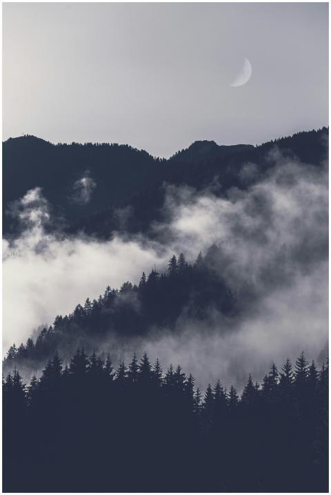 Dramatic mountain scene with fog, silhouetted tree