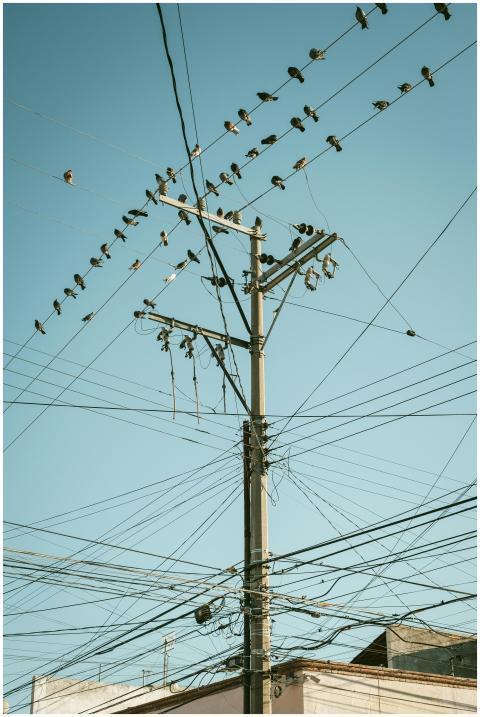 A flock of birds resting on a utility pole with wi