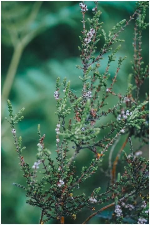 Delicate heather plants blooming amidst verdant gr