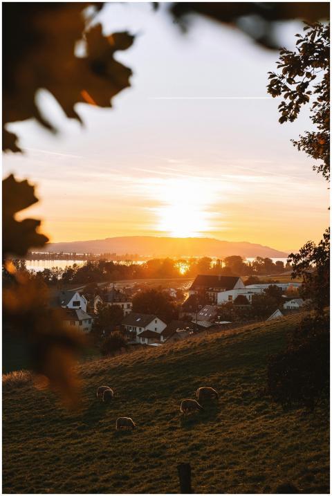 Tranquil landscape of sheep grazing on a hill at s
