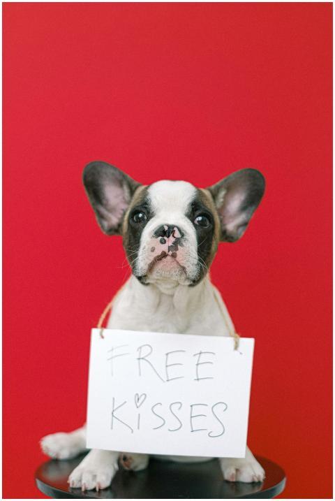 Charming French Bulldog puppy with a 'Free Kisses'