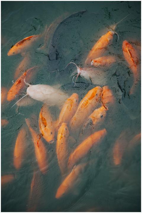 Colorful koi fish swimming elegantly in a serene p