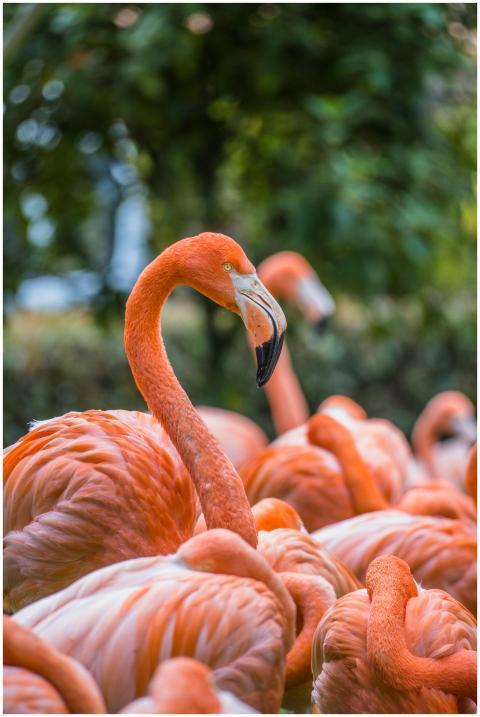 A vivid capture of a flock of pink flamingos in th