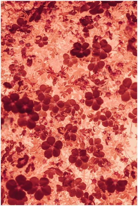 Abstract floral pattern with rich red petals, crea