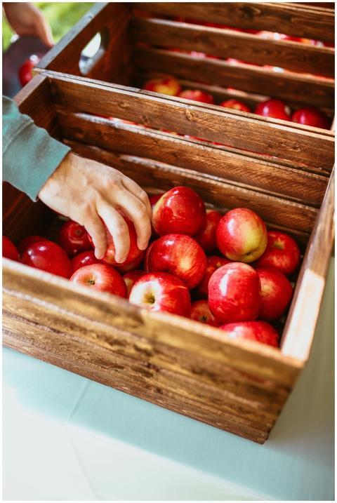 A hand picks ripe and juicy red apples from a rust