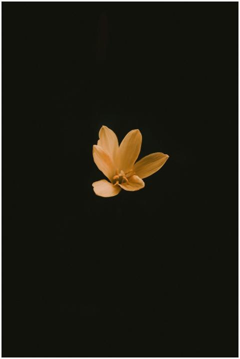 Elegant single yellow flower in minimalist style o