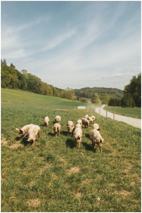 Group of pigs grazing in a verdant field in rural