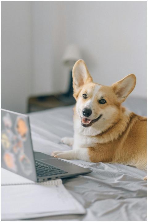 Adorable corgi relaxing indoors next to a laptop o